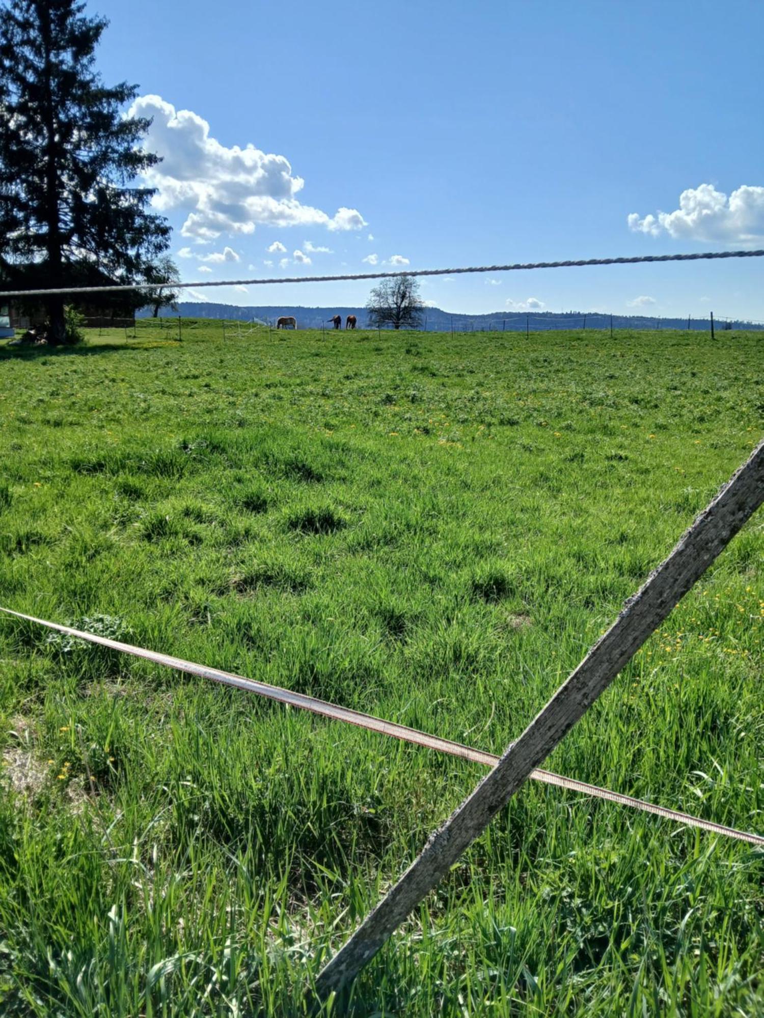 Landgasthof Zum Seehof روتفايل المظهر الخارجي الصورة